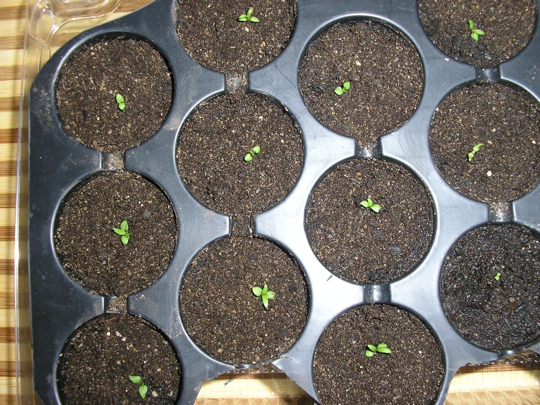 Выращивание семян клематиса брокколи семена посадка
